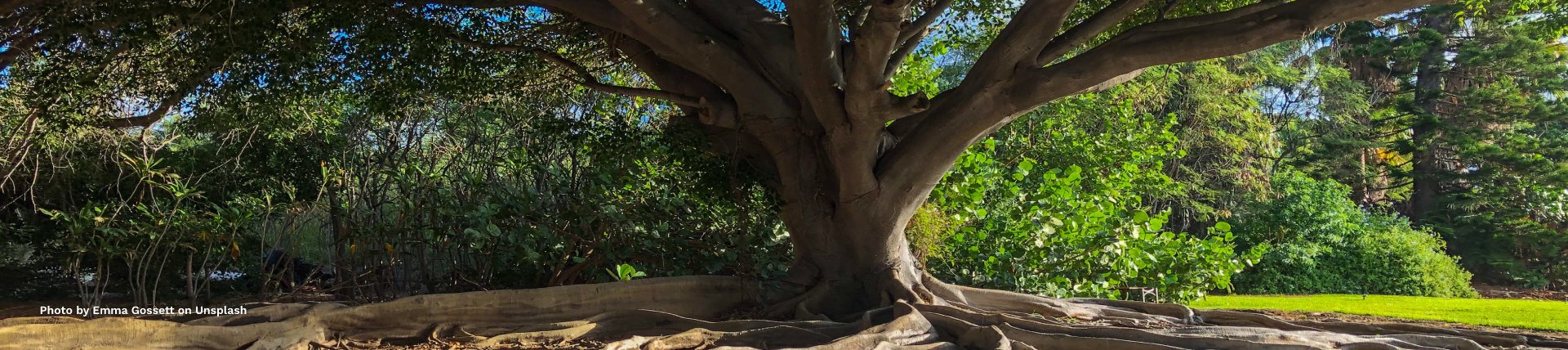 Photo of a big tree in the forest