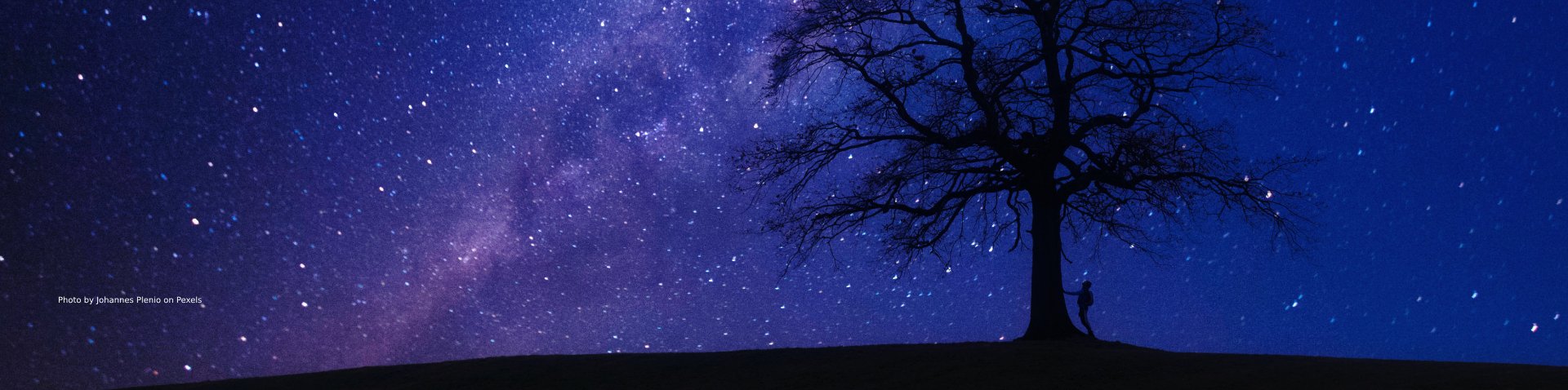 A big tree with a starry night as a background